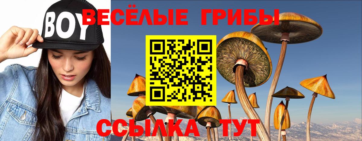 Псилоцибиновые грибы Cubensis Конаково